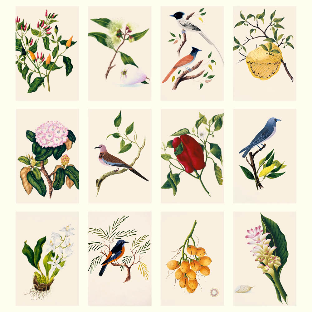 2027 Margaret Cockburn Food Plants, Flowers and Birds - Deluxe Wall Calendar