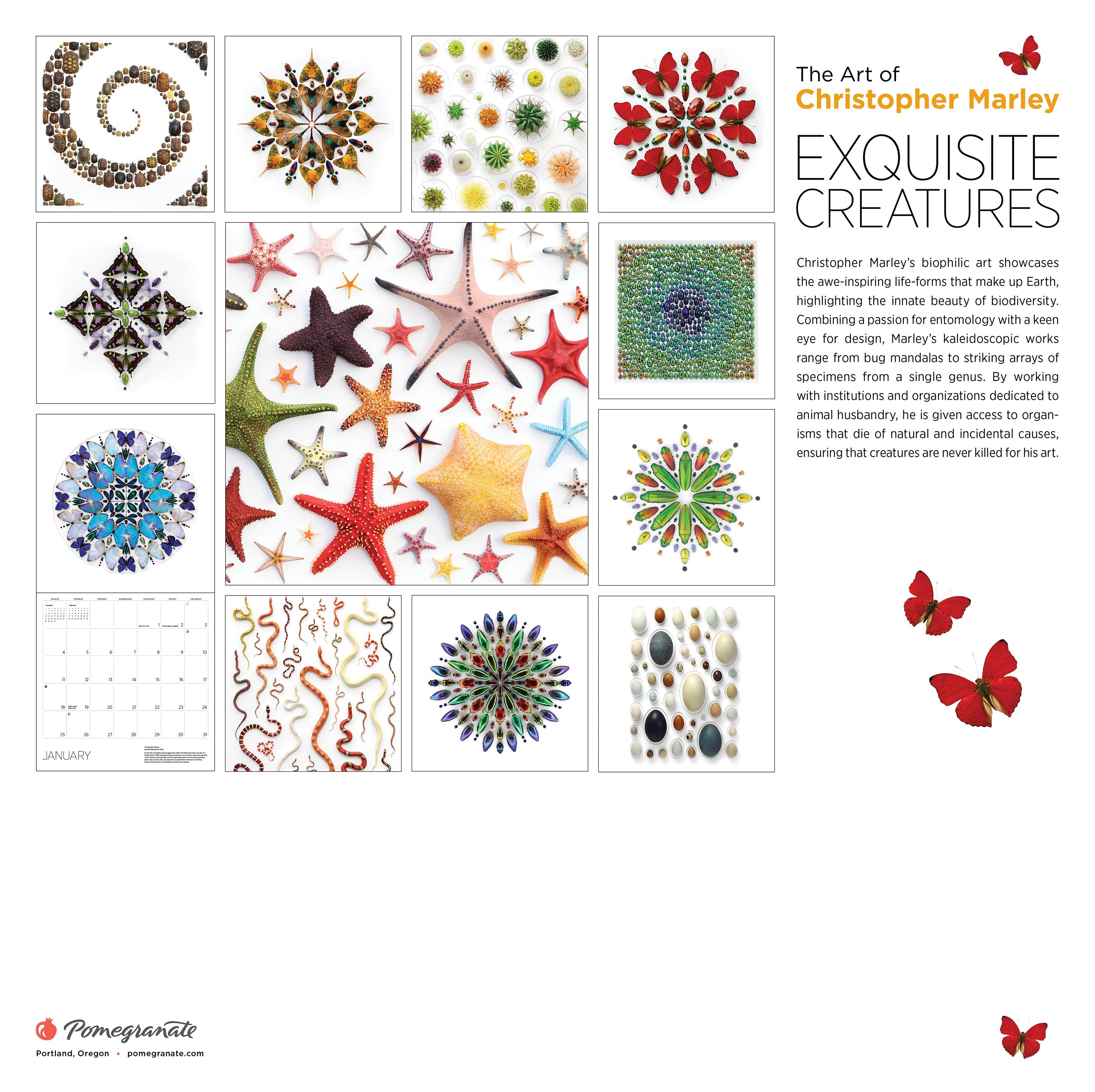 2026 Exquisite Creatures: The Art of Christopher Marley - Square Wall Calendar