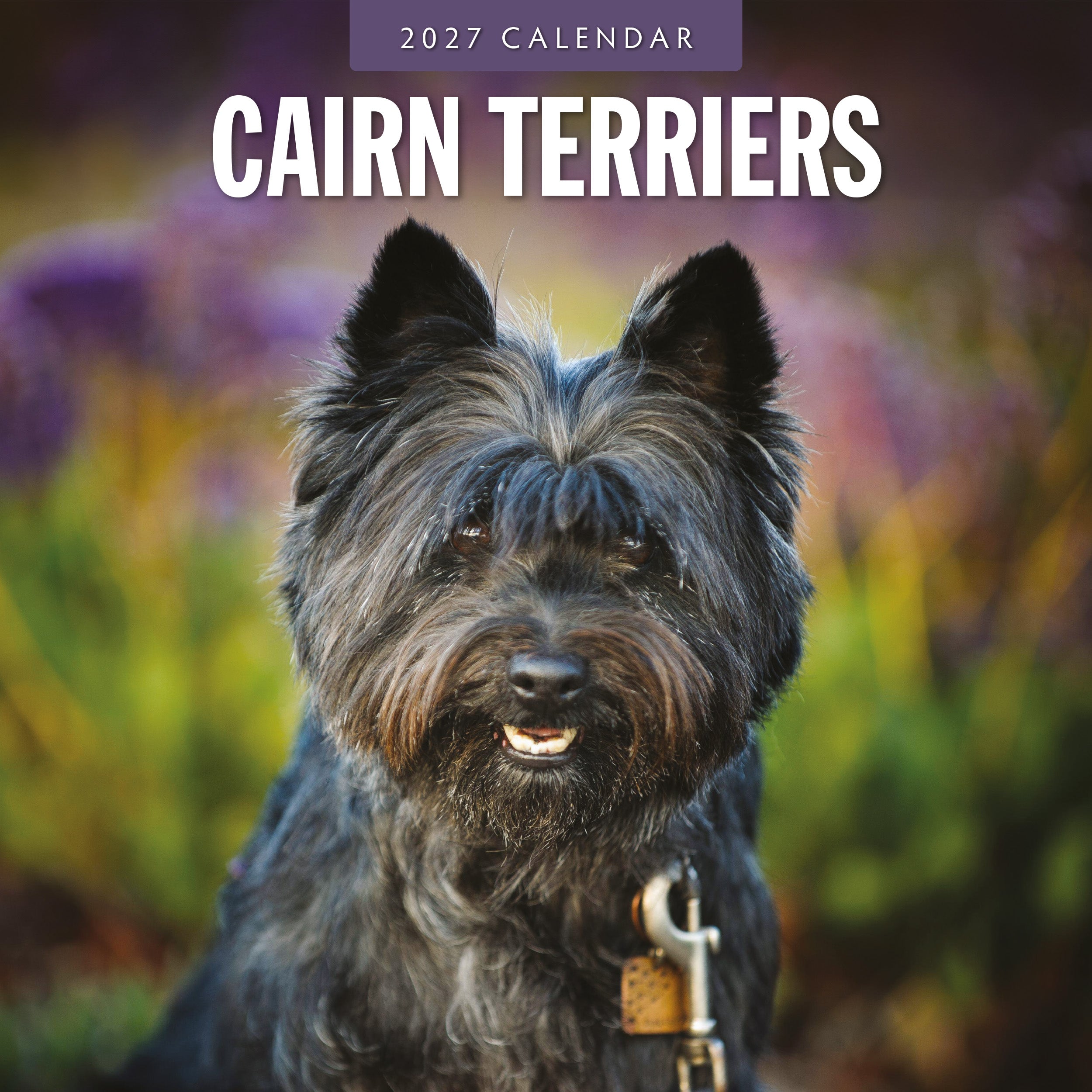 2027 Cairn Terriers - Square Wall Calendar