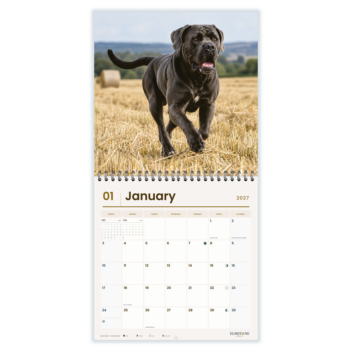Cane_Corsos_-_649310203079_-_02-january-open-white.jpg