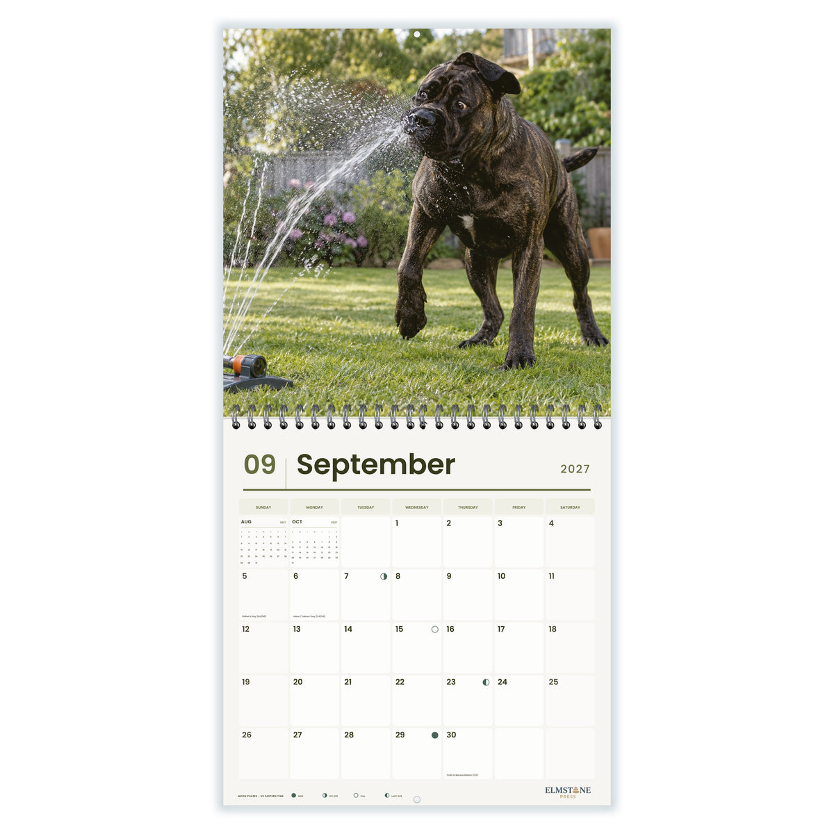 Cane_Corsos_-_649310203079_-_04-september-open-white.jpg