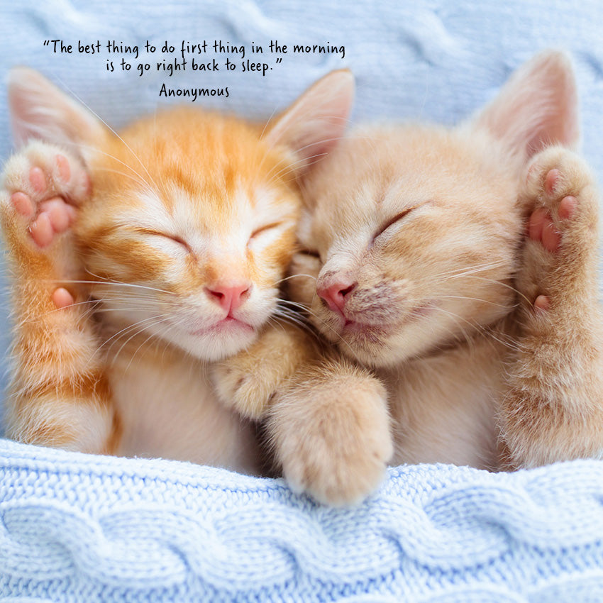 2027 Cat Naps - Square Wall Calendar