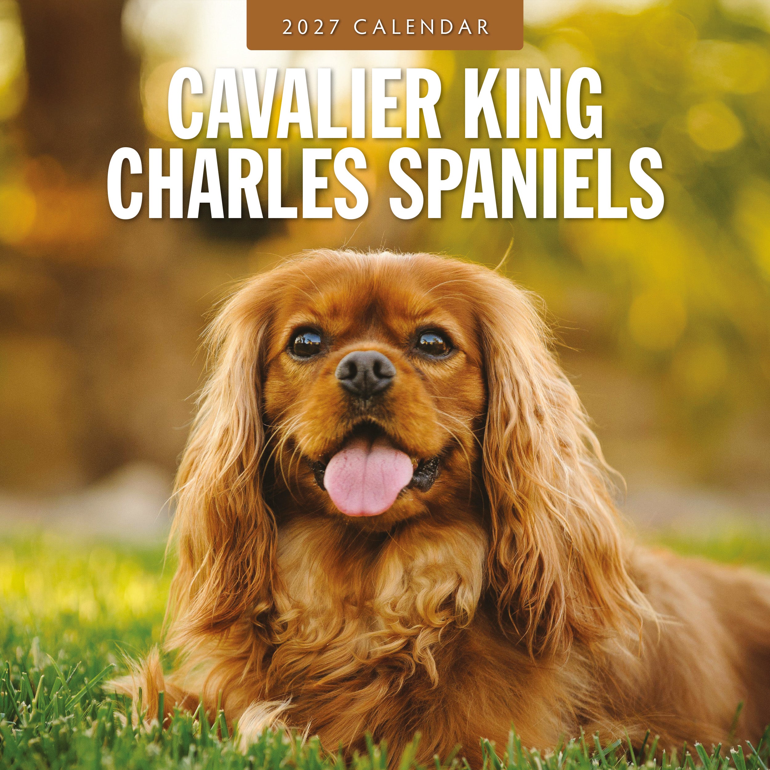 2027 Cavalier King Charles Spaniels - Square Wall Calendar