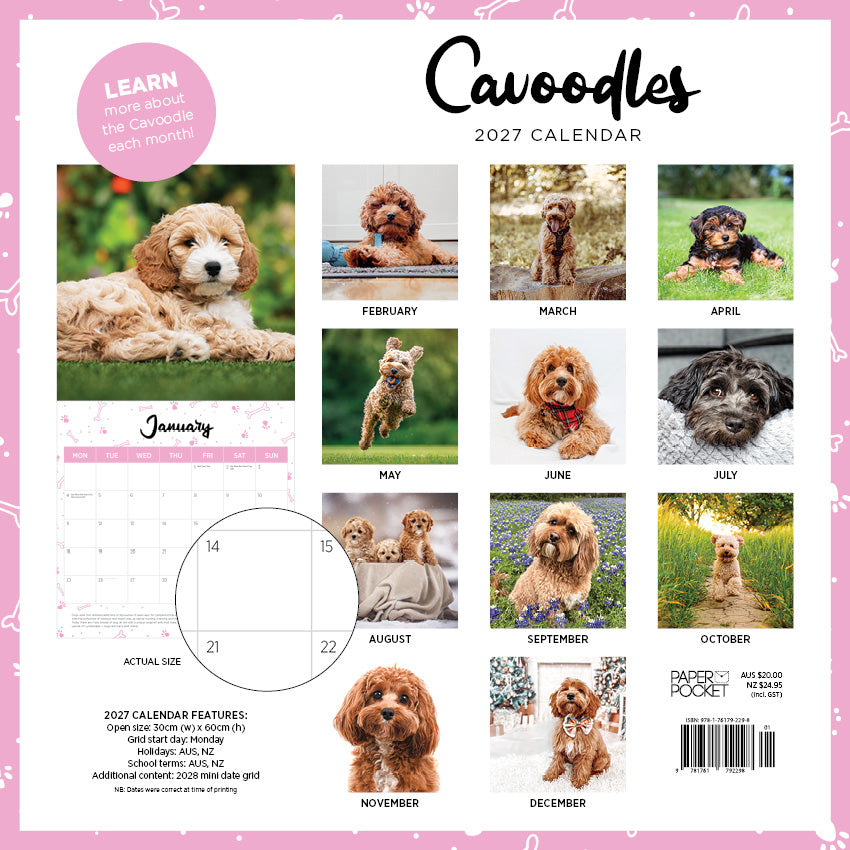 2027 Cavoodle - Square Wall Calendar