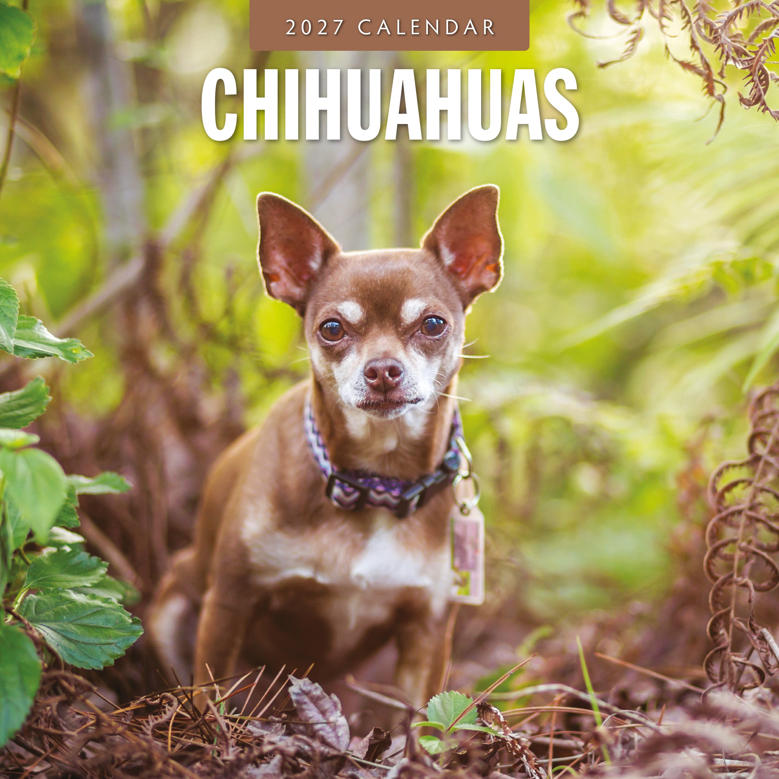 2027 Chihuahuas - Square Wall Calendar