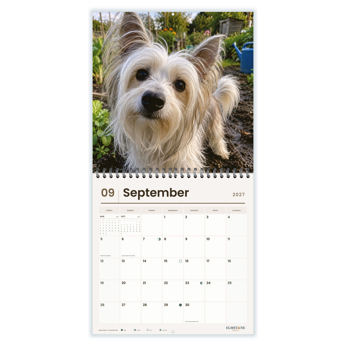 Chinese_Cresteds_-_649310203352_-_04-september-open-white.jpg