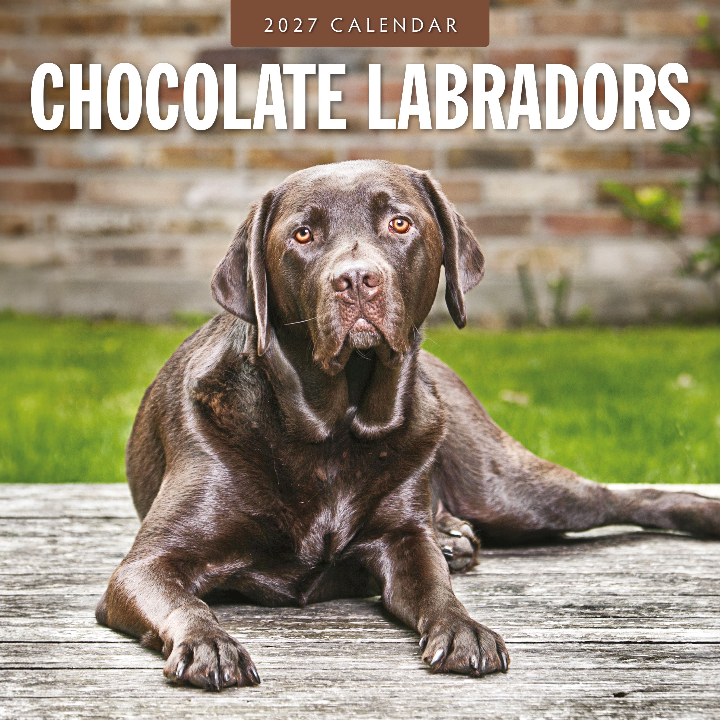 2027 Chocolate Labradors - Square Wall Calendar