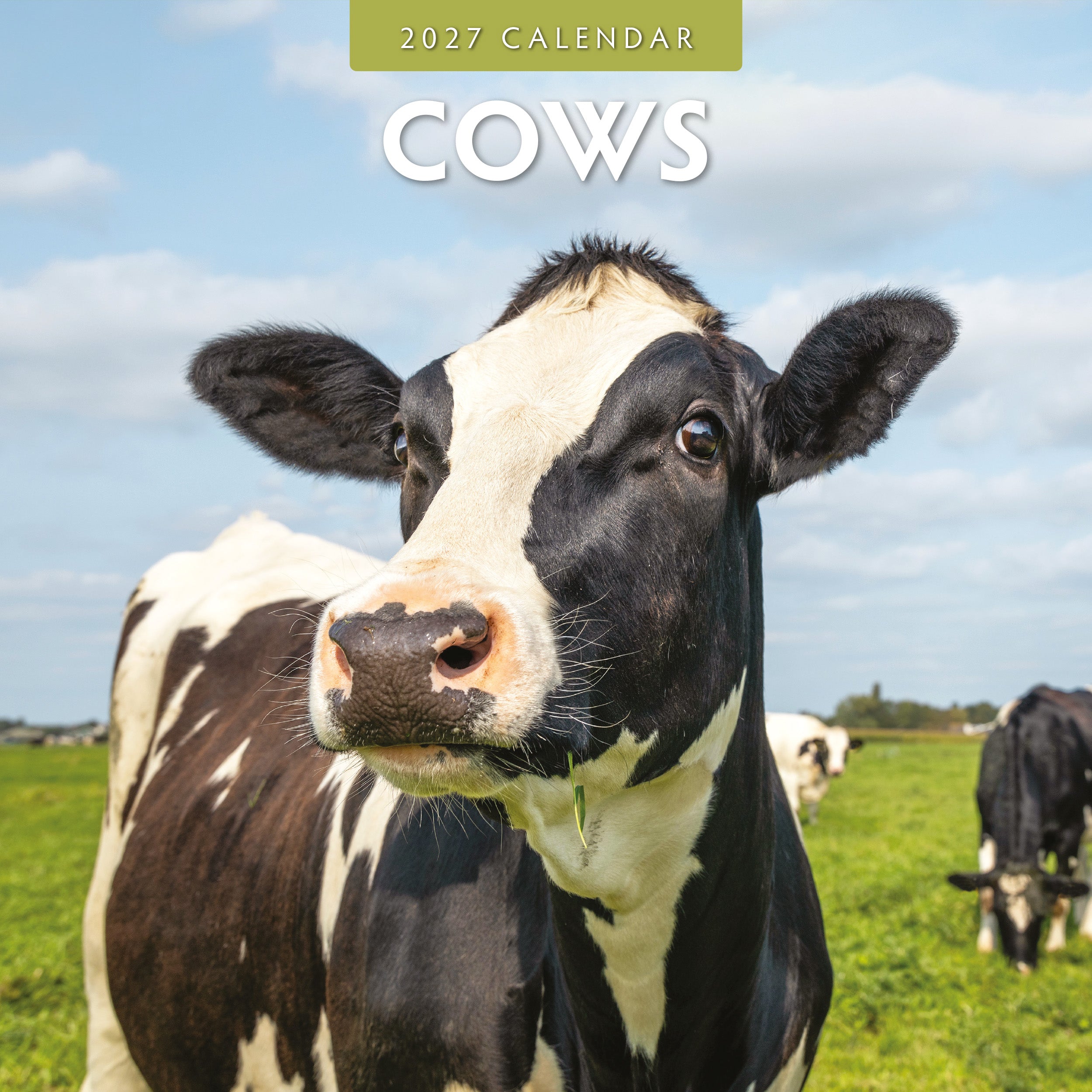 2027 Cows - Square Wall Calendar