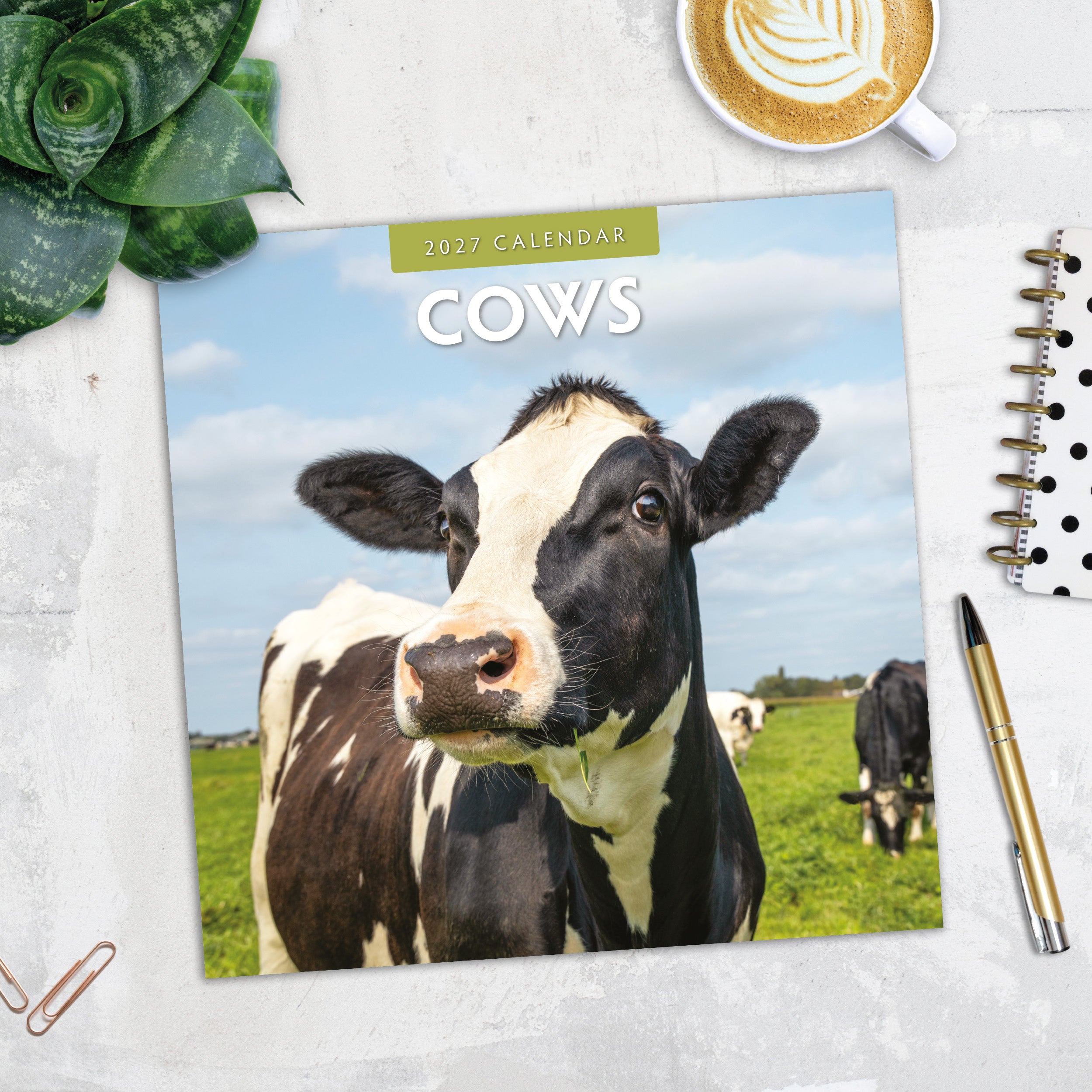 2027 Cows - Square Wall Calendar
