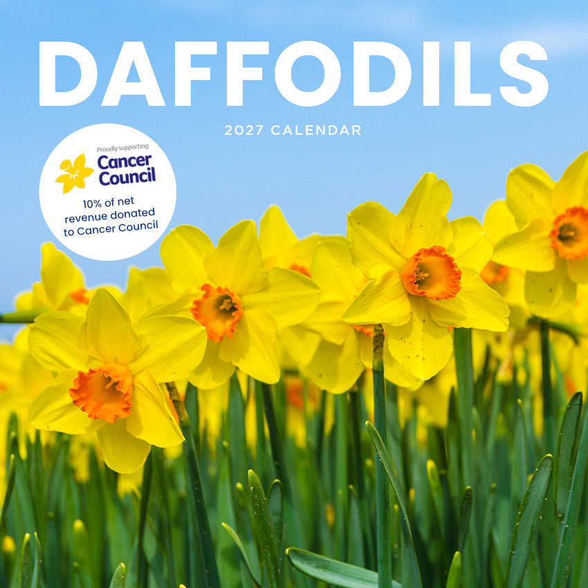 2027 Daffodils - The Cancer Council - Square Wall Calendar