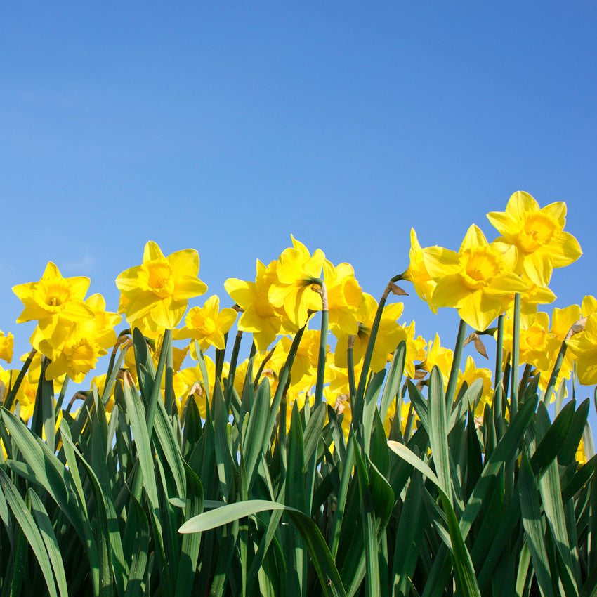 2027 Daffodils - The Cancer Council - Square Wall Calendar