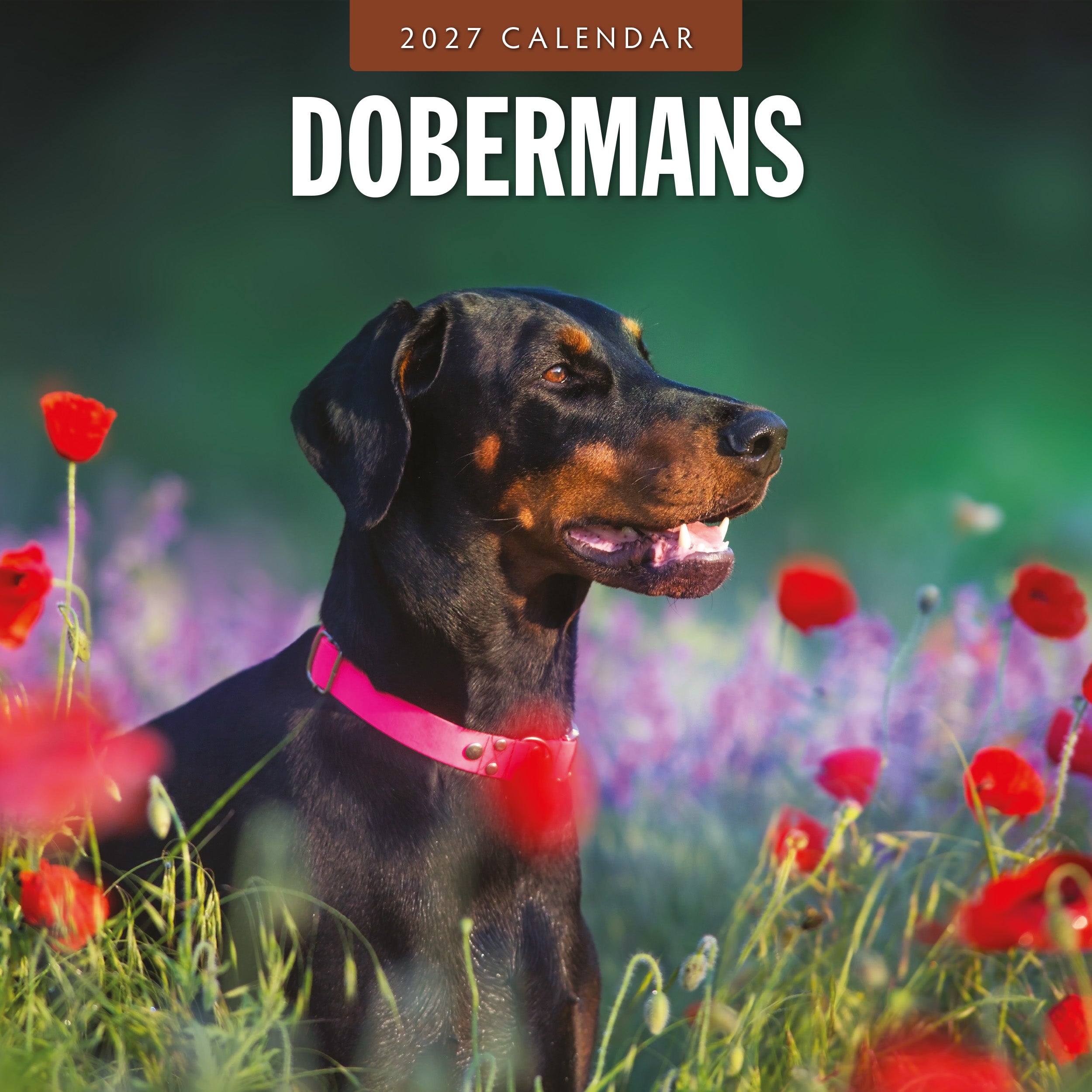 2027 Dobermans - Square Wall Calendar