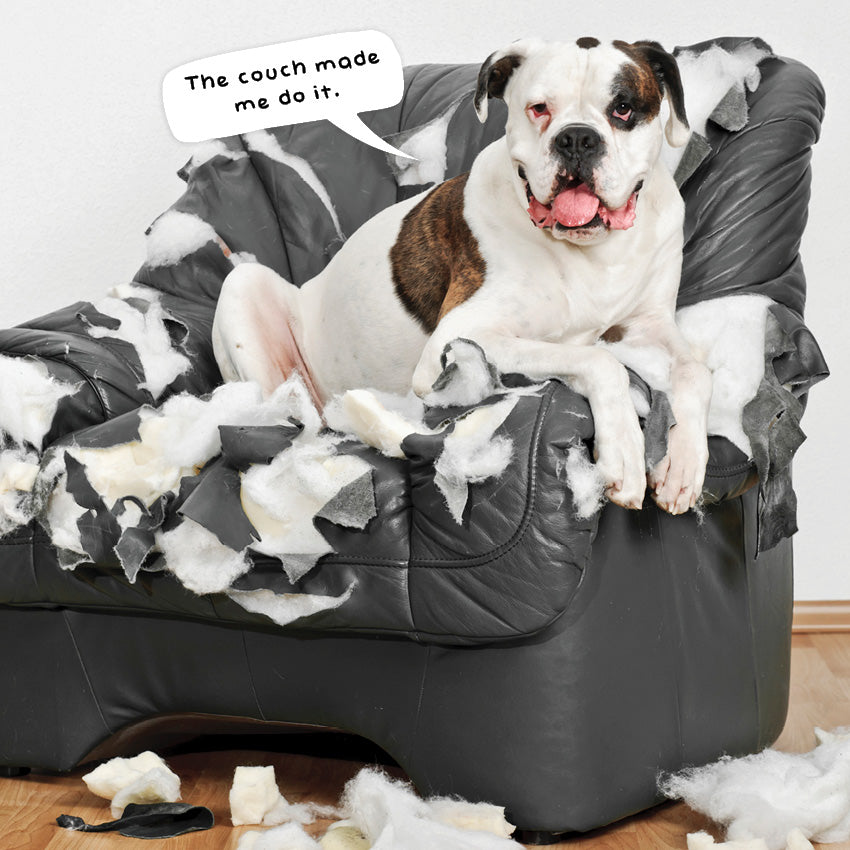 2027 Doggy Shennanigans - Square Wall Calendar