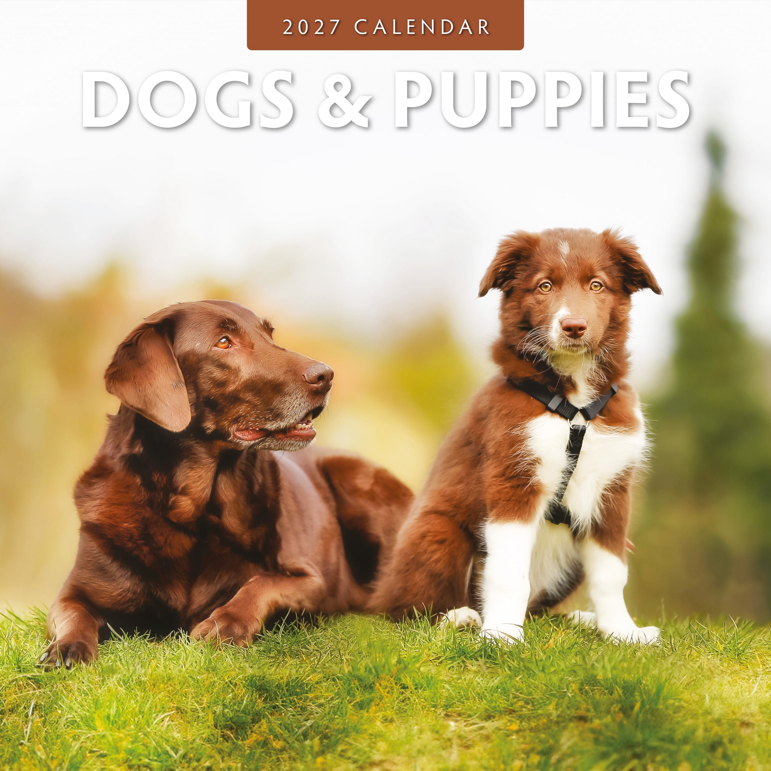 2027 Dogs & Puppies - Square Wall Calendar