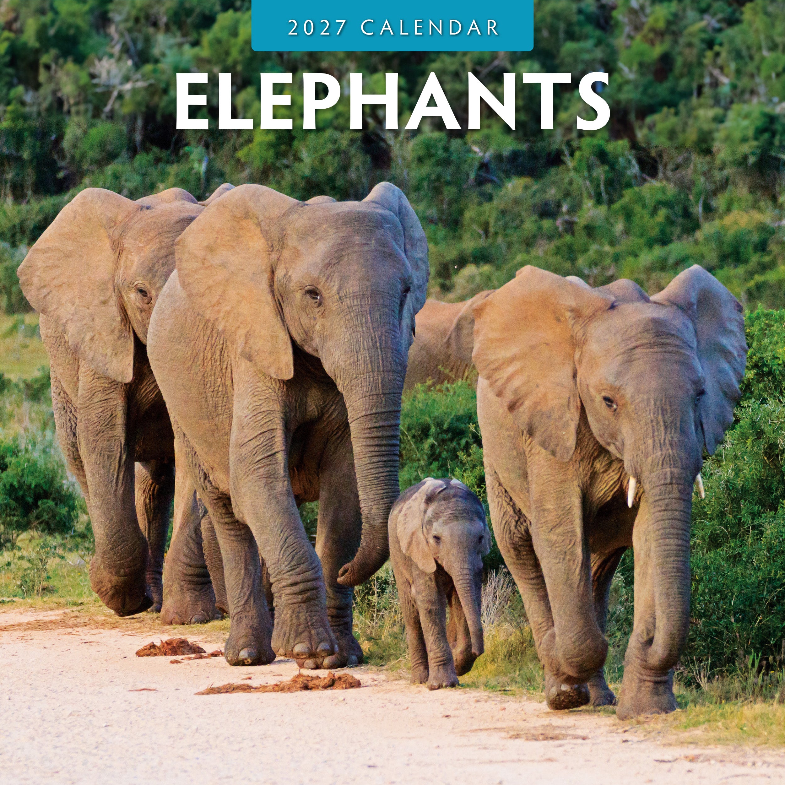 2027 Elephants - Square Wall Calendar