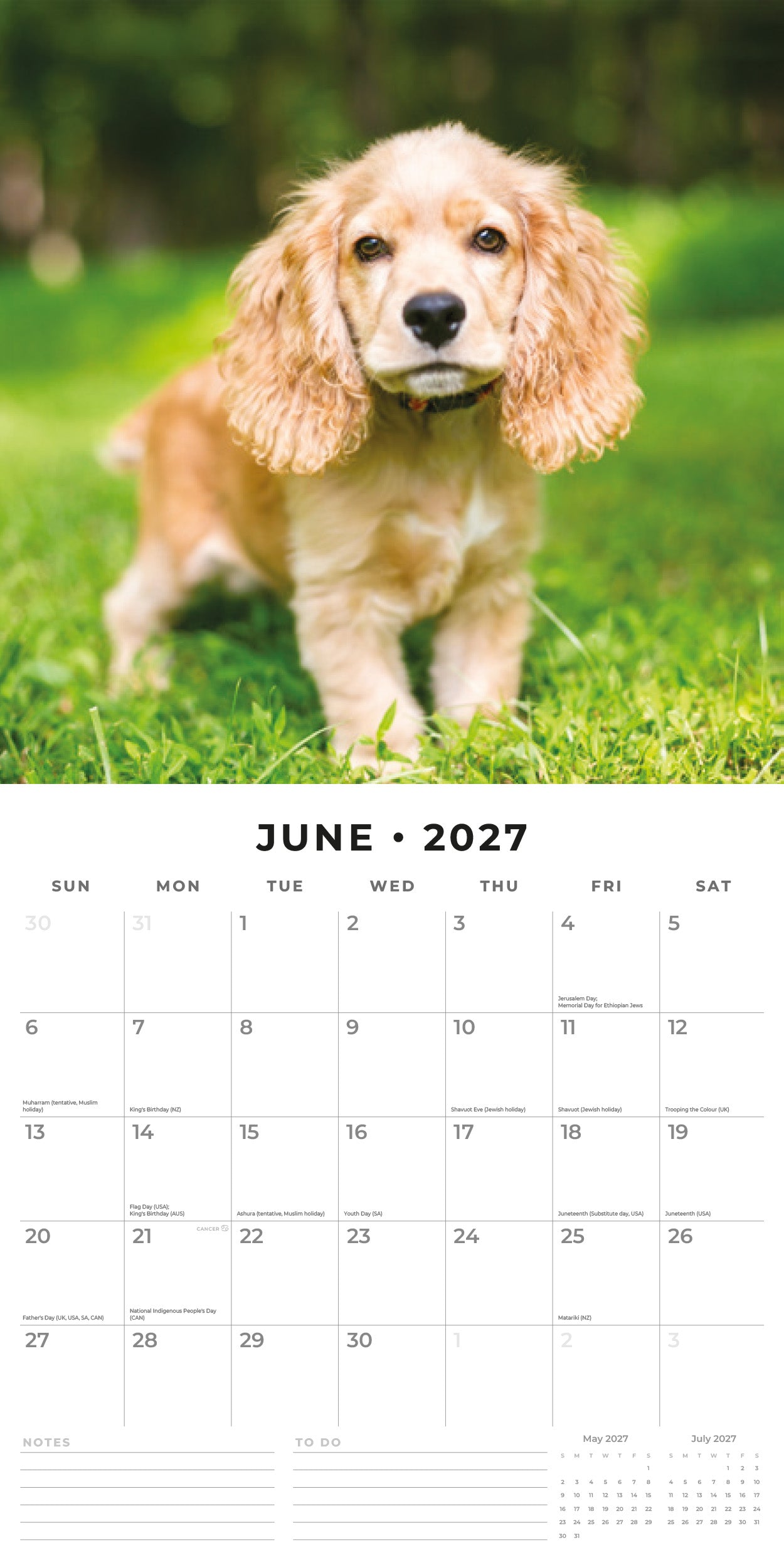 2027 English Cocker Spaniels - Square Wall Calendar