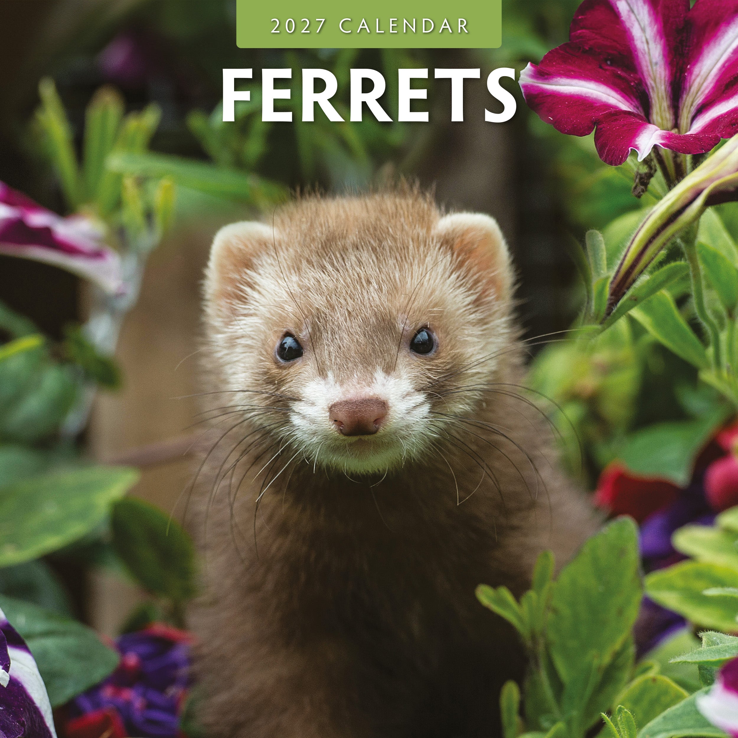 2027 Ferrets - Square Wall Calendar