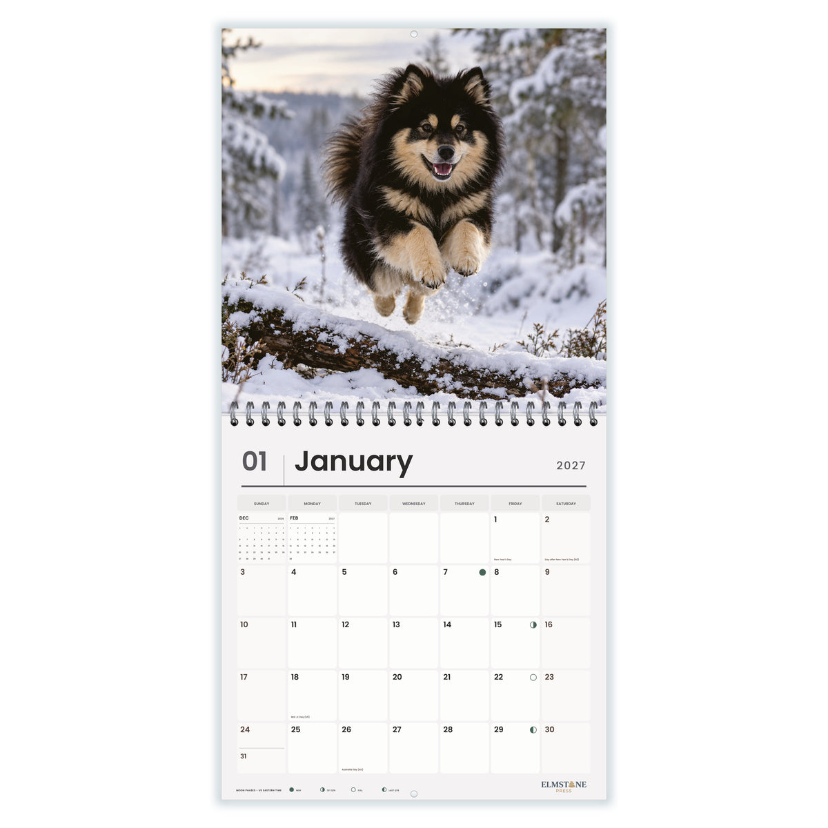 Finnish_Lapphunds_-_649310203093_-_02-january-open-white.jpg