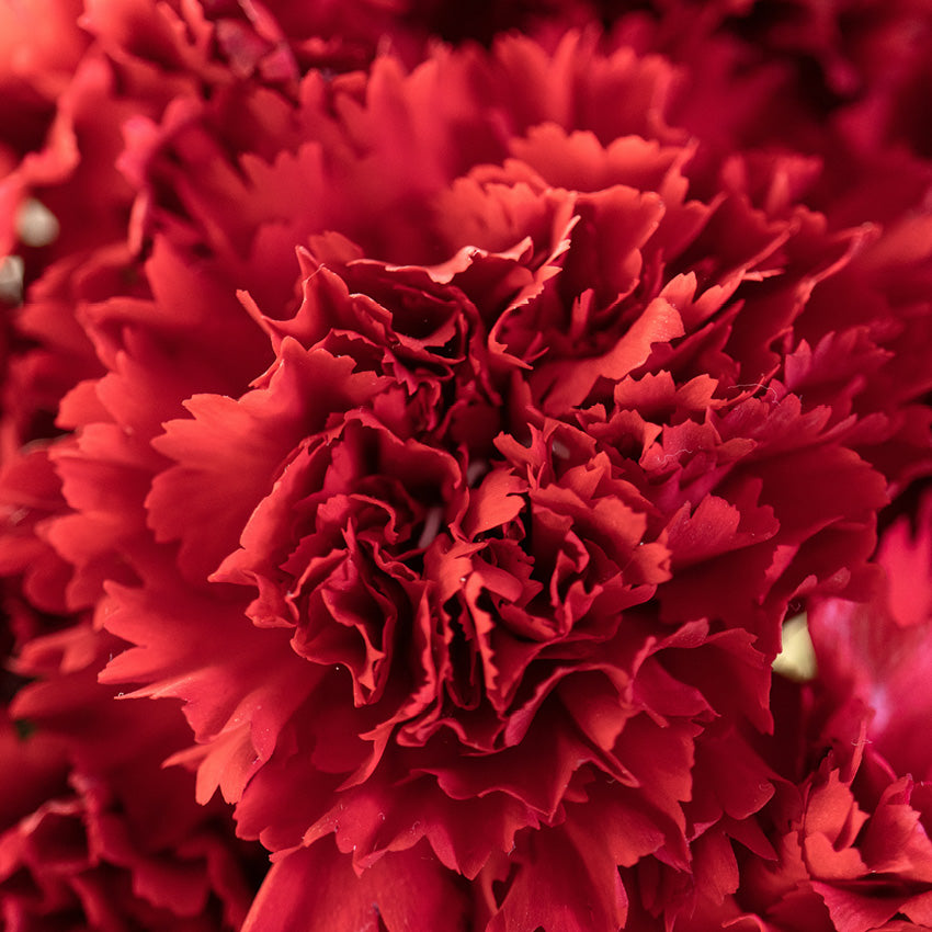 2027 Flower Of The Month - Square Wall Calendar