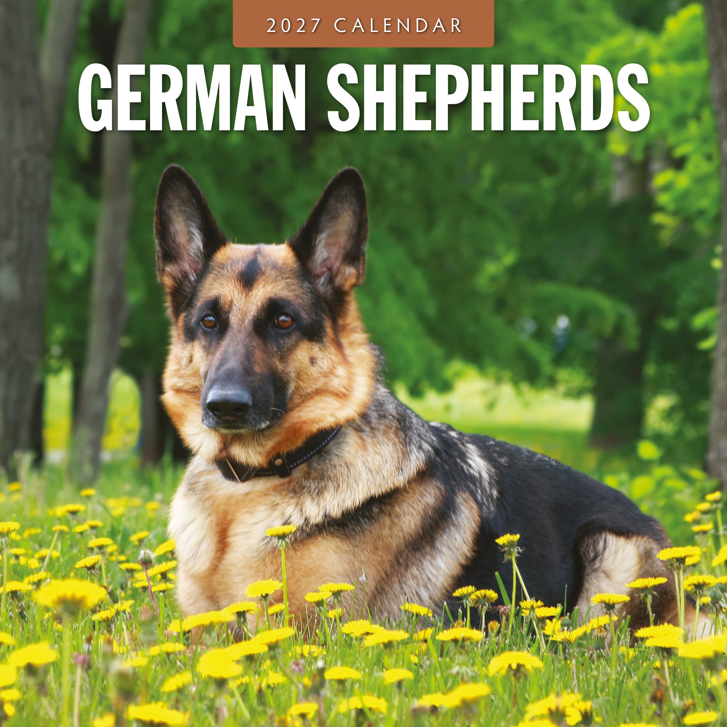 2027 German Shepherds - Square Wall Calendar