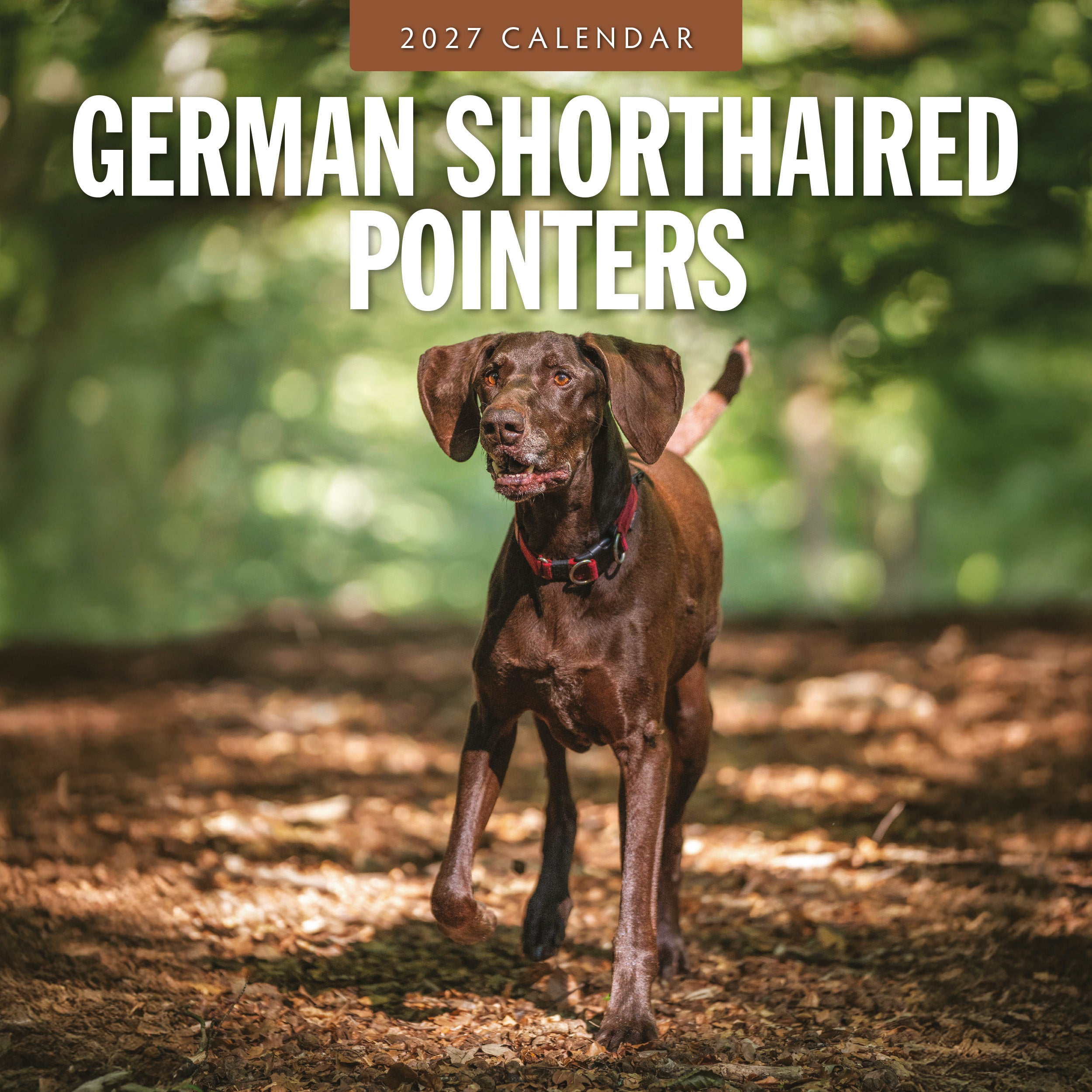 2027 German Shorthaired Pointers - Square Wall Calendar