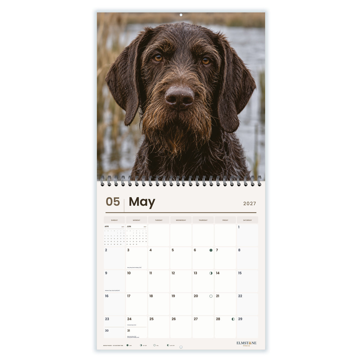 German_Wirehaired_Pointers_-_649310203376_-_03-may-open-white.jpg