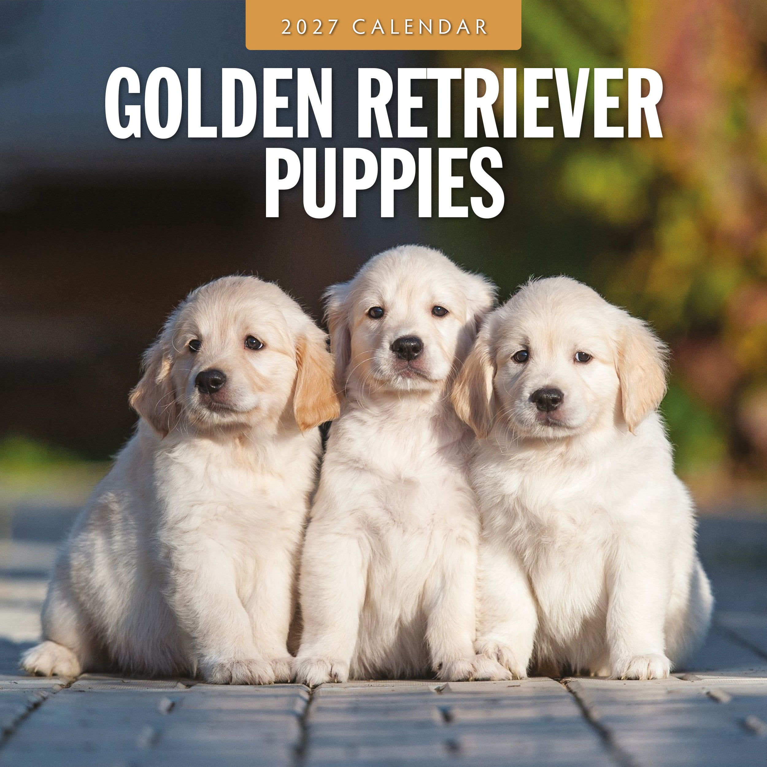 2027 Golden Retriever Puppies - Square Wall Calendar