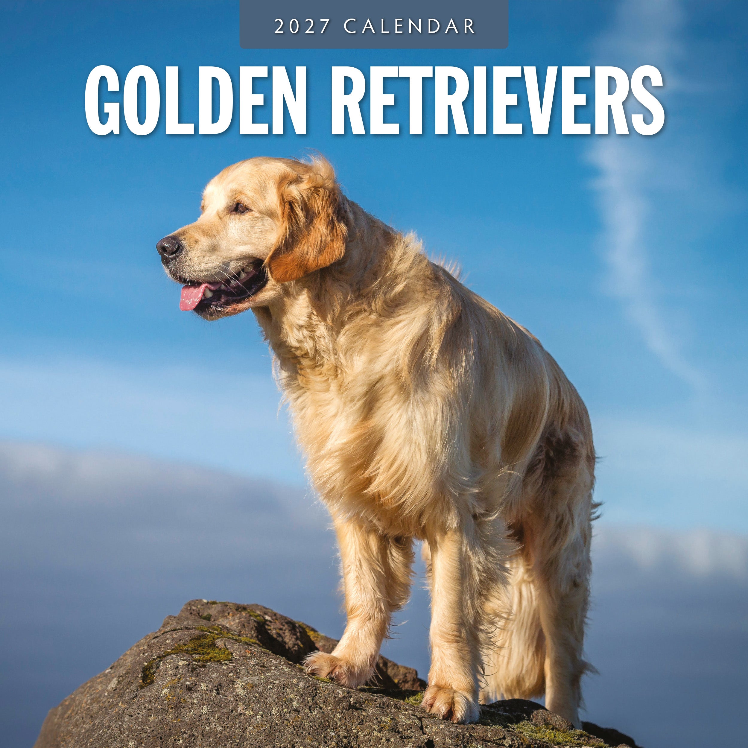 2027 Golden Retrievers - Square Wall Calendar