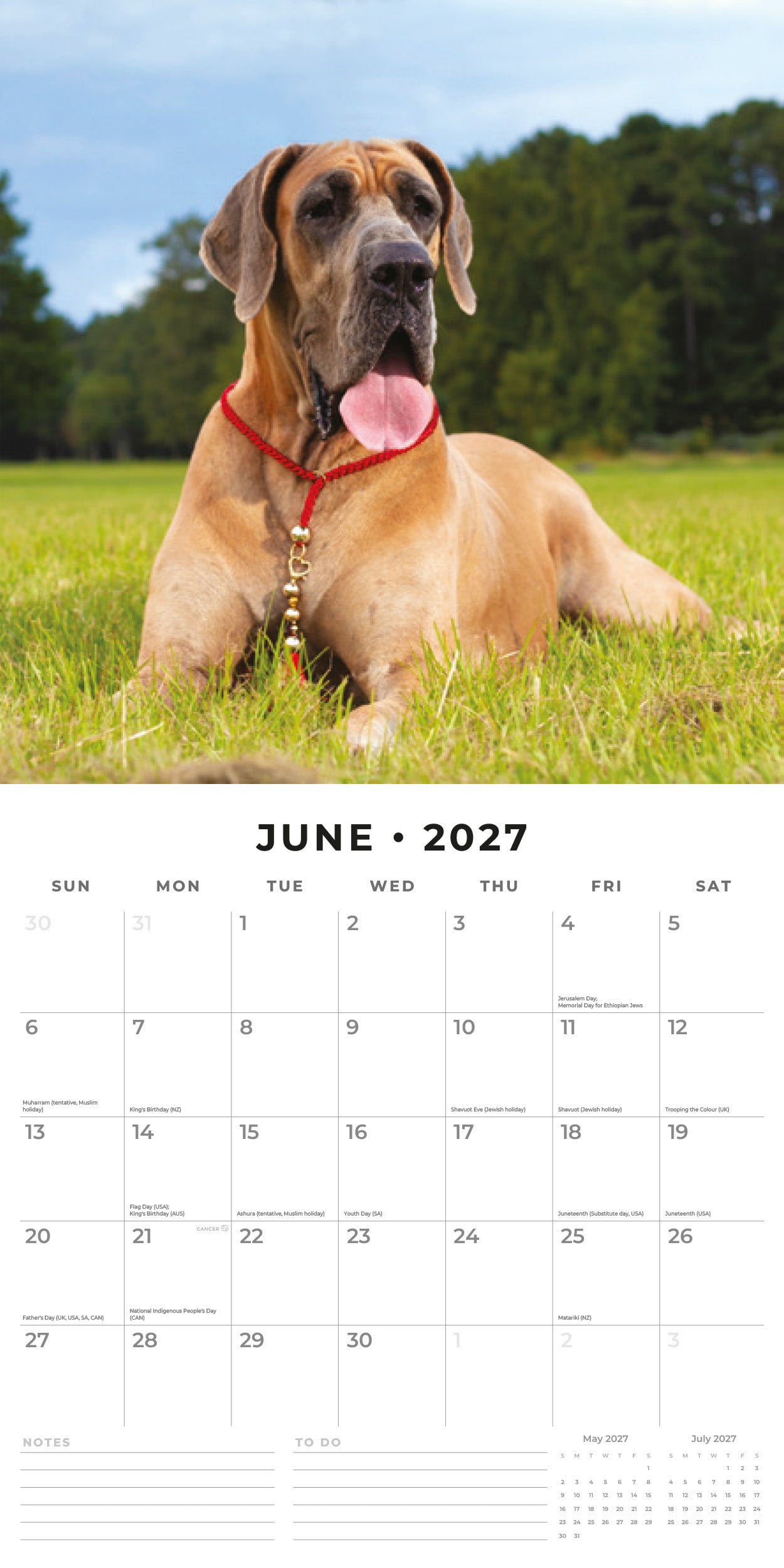 2027 Great Danes - Square Wall Calendar