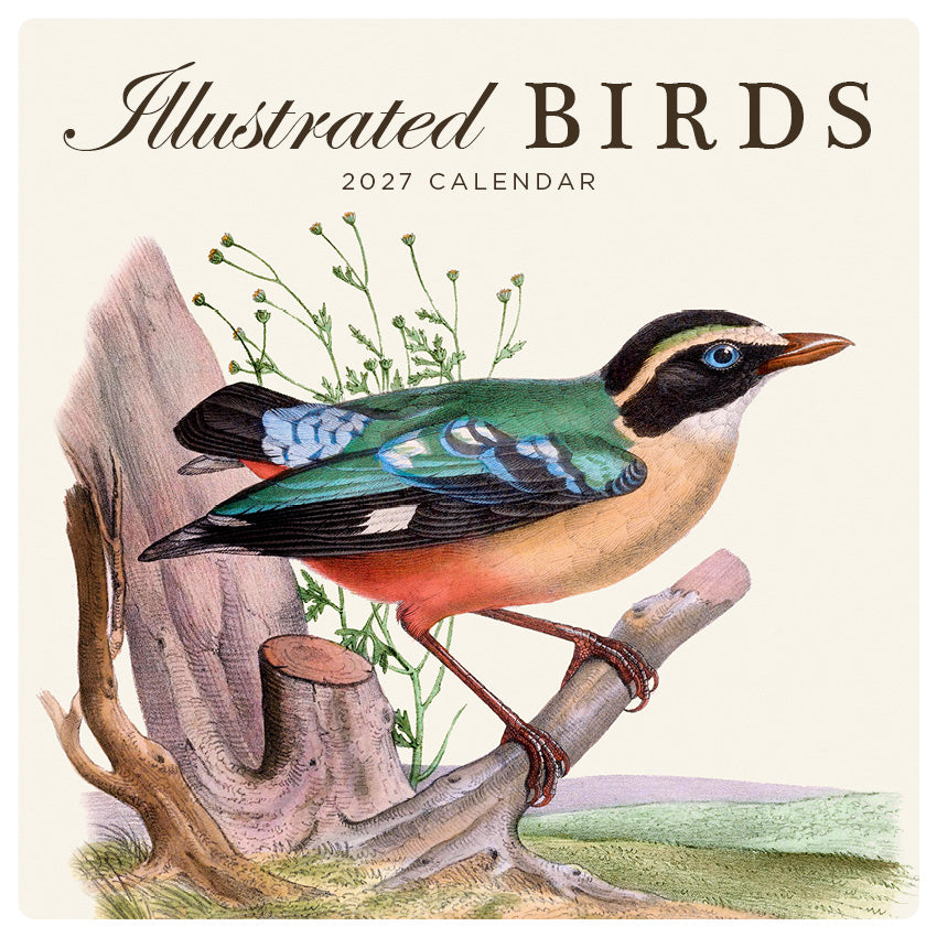 2027 Illustrated Birds - Square Wall Calendar