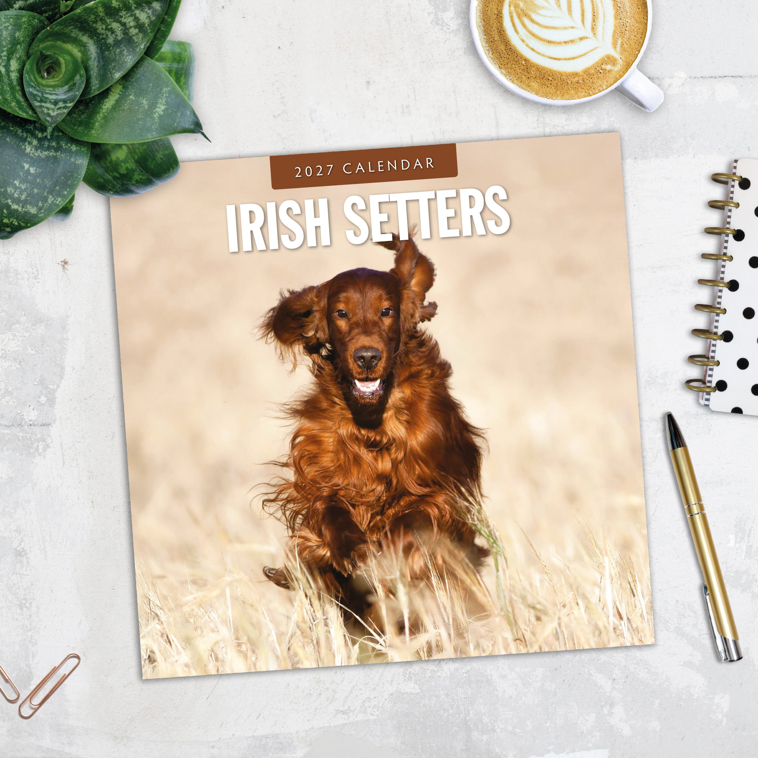 2027 Irish Setters - Square Wall Calendar