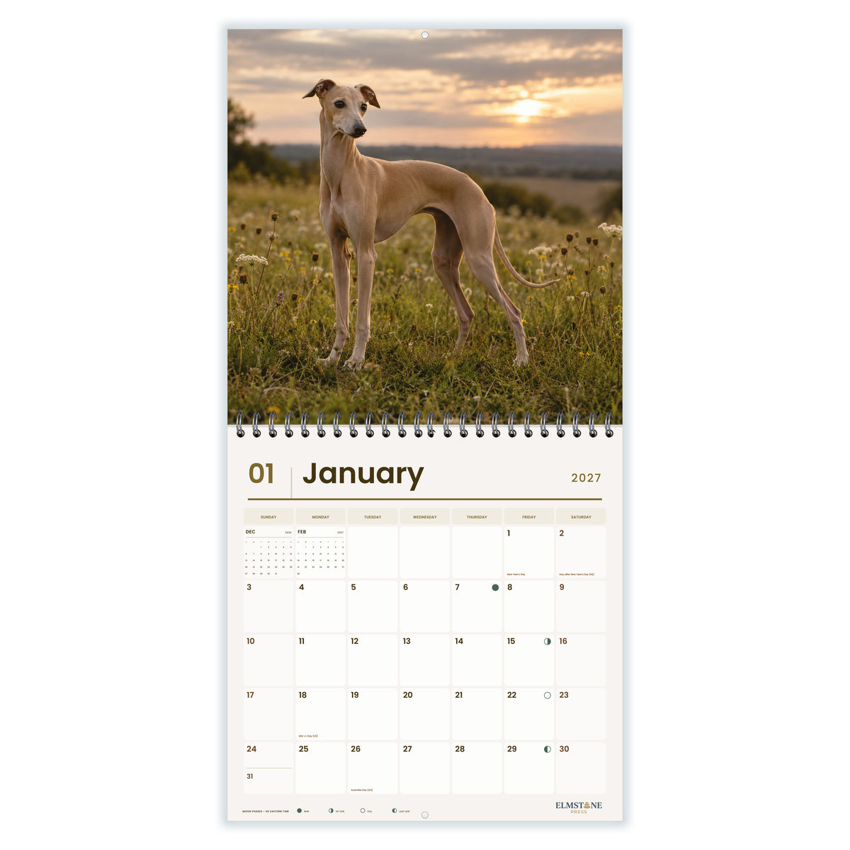 Italian_Greyhounds_-_649310202867_-_02-january-open-white.jpg