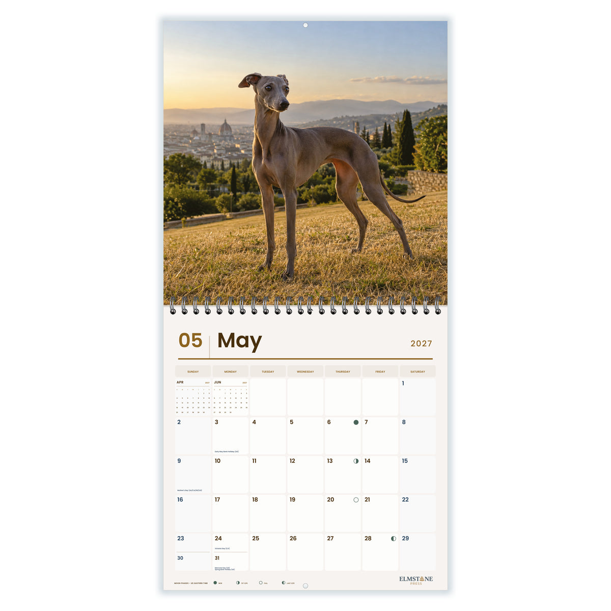 Italian_Greyhounds_-_649310202867_-_03-may-open-white.jpg