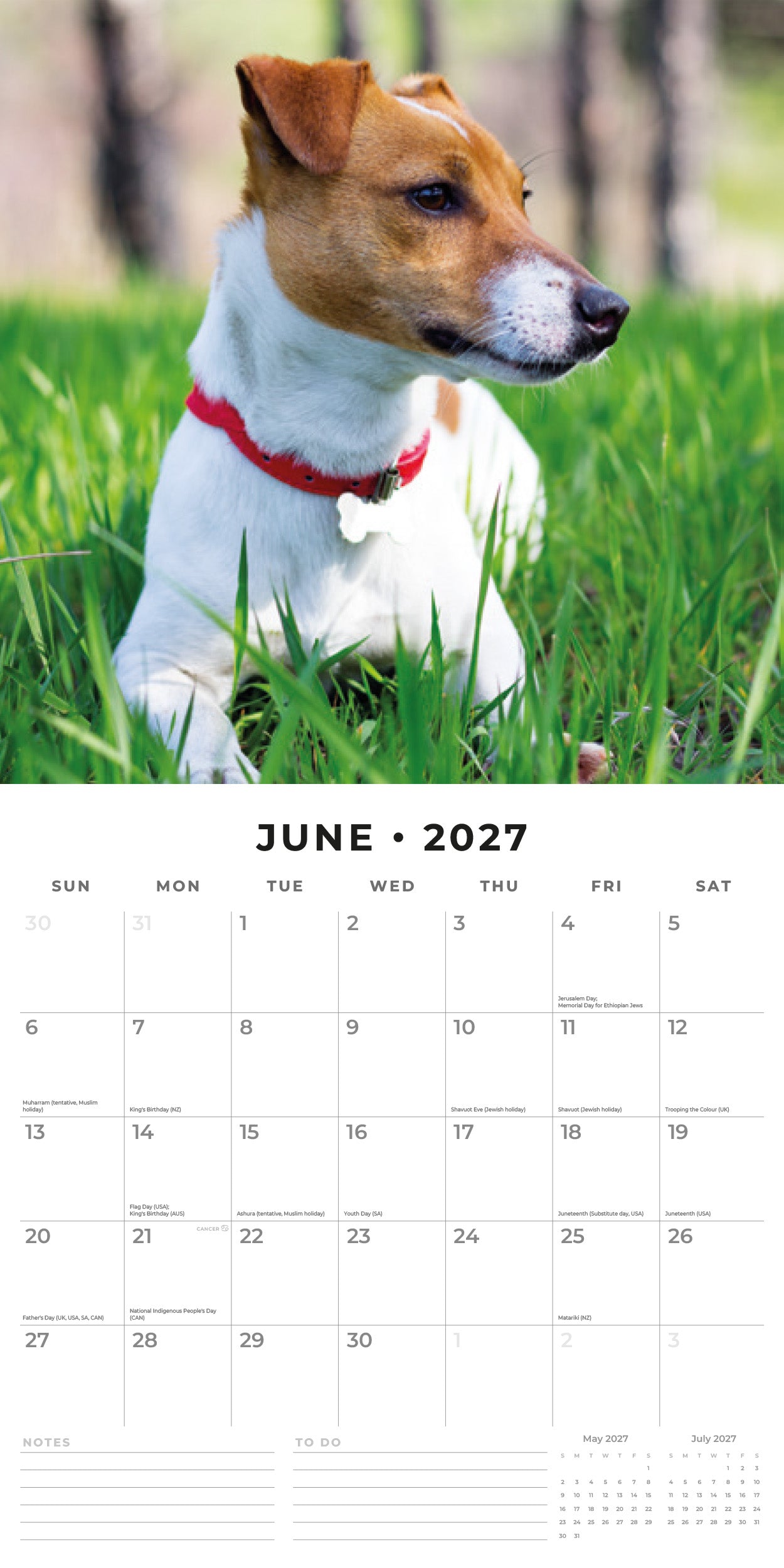 2027 Jack Russells - Square Wall Calendar