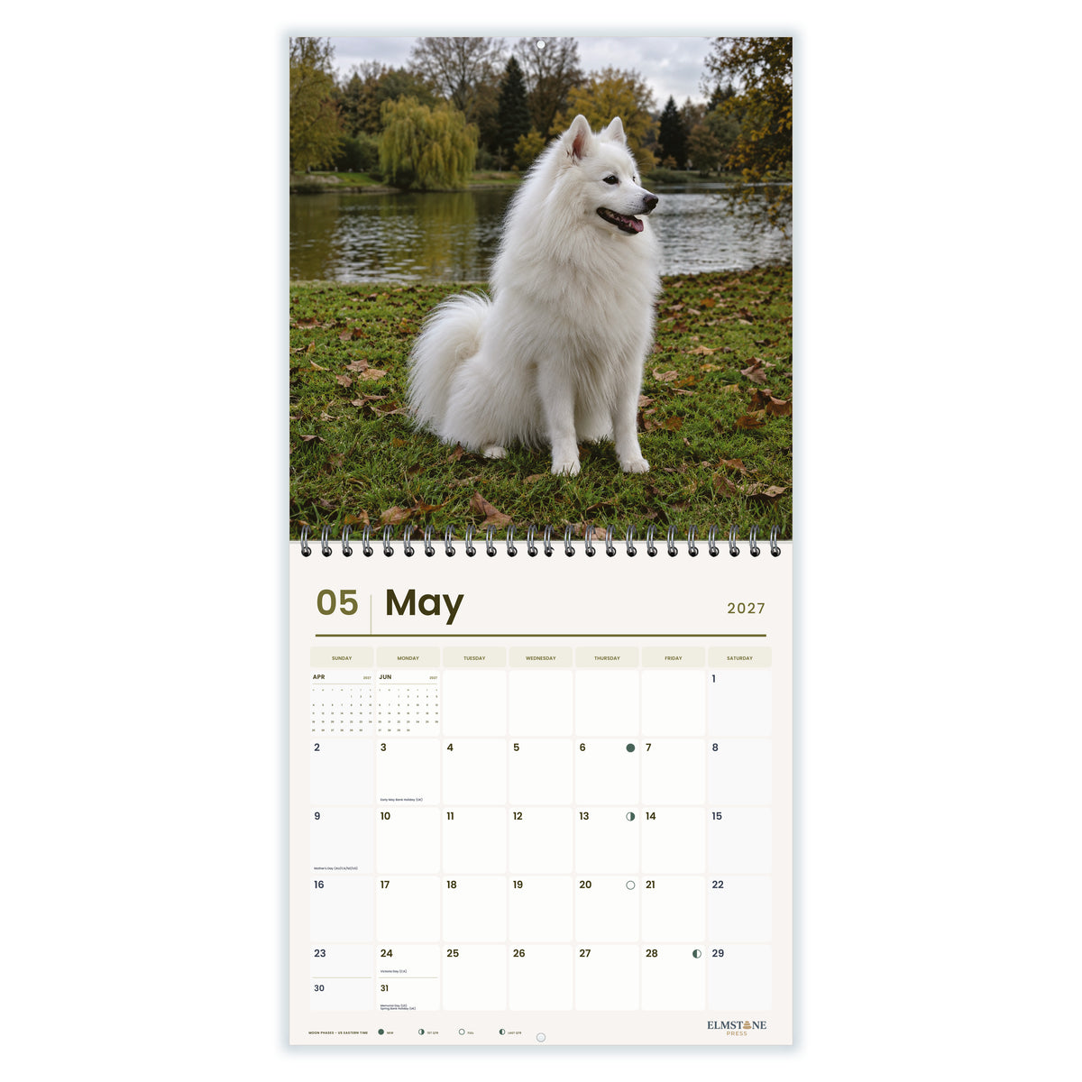 Japanese_Spitz_-_649310202874_-_03-may-open-white.jpg