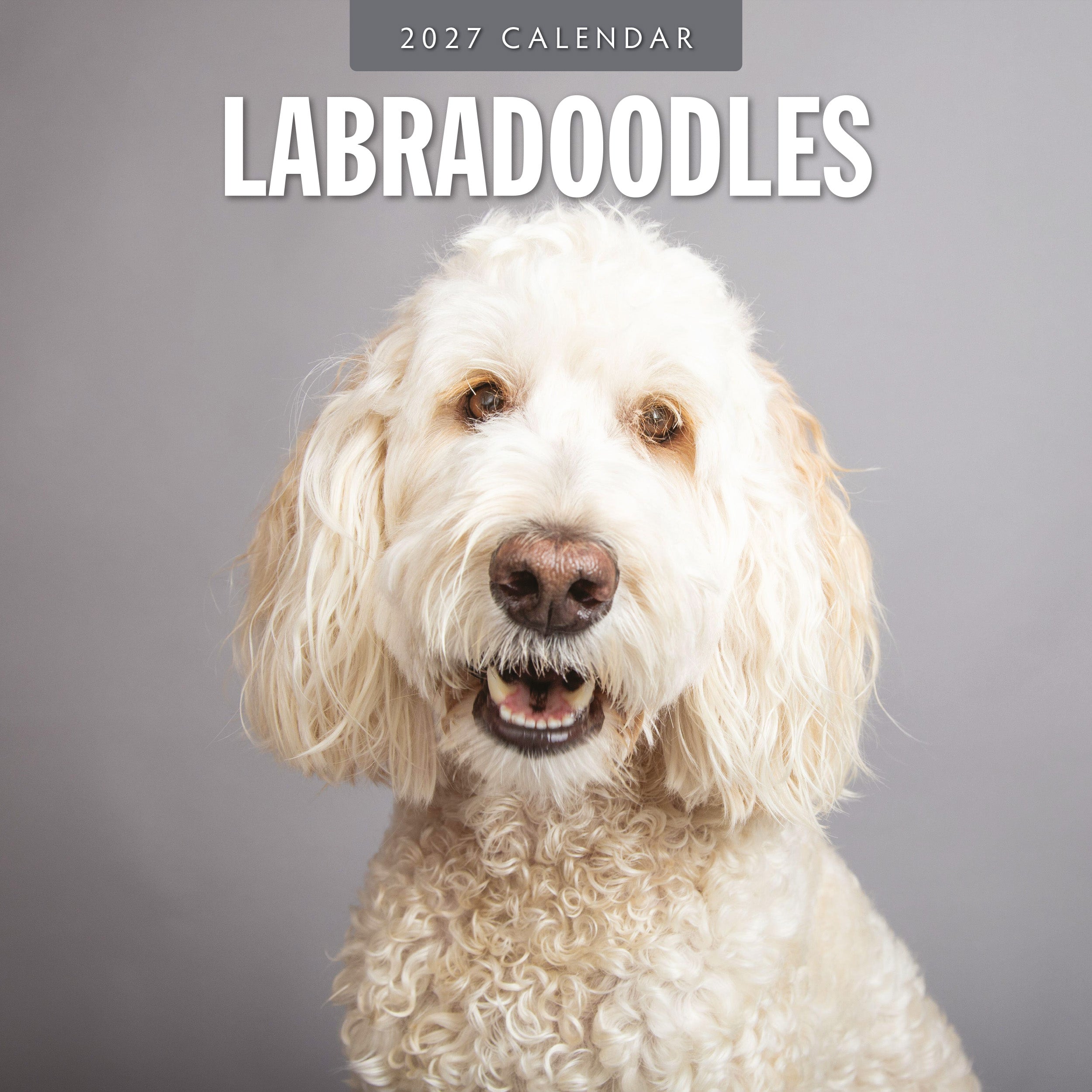 2027 Labradoodles - Square Wall Calendar