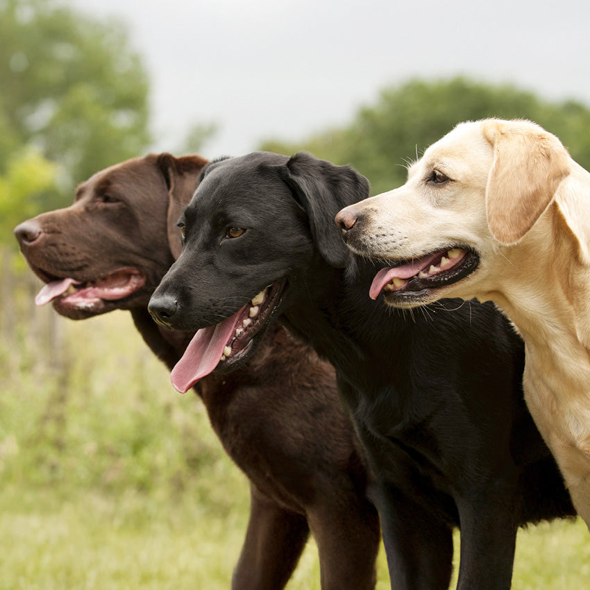 2027 Labrador Retrievers - Square Wall Calendar