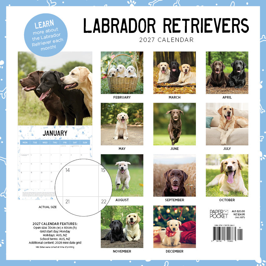 2027 Labrador Retrievers - Square Wall Calendar