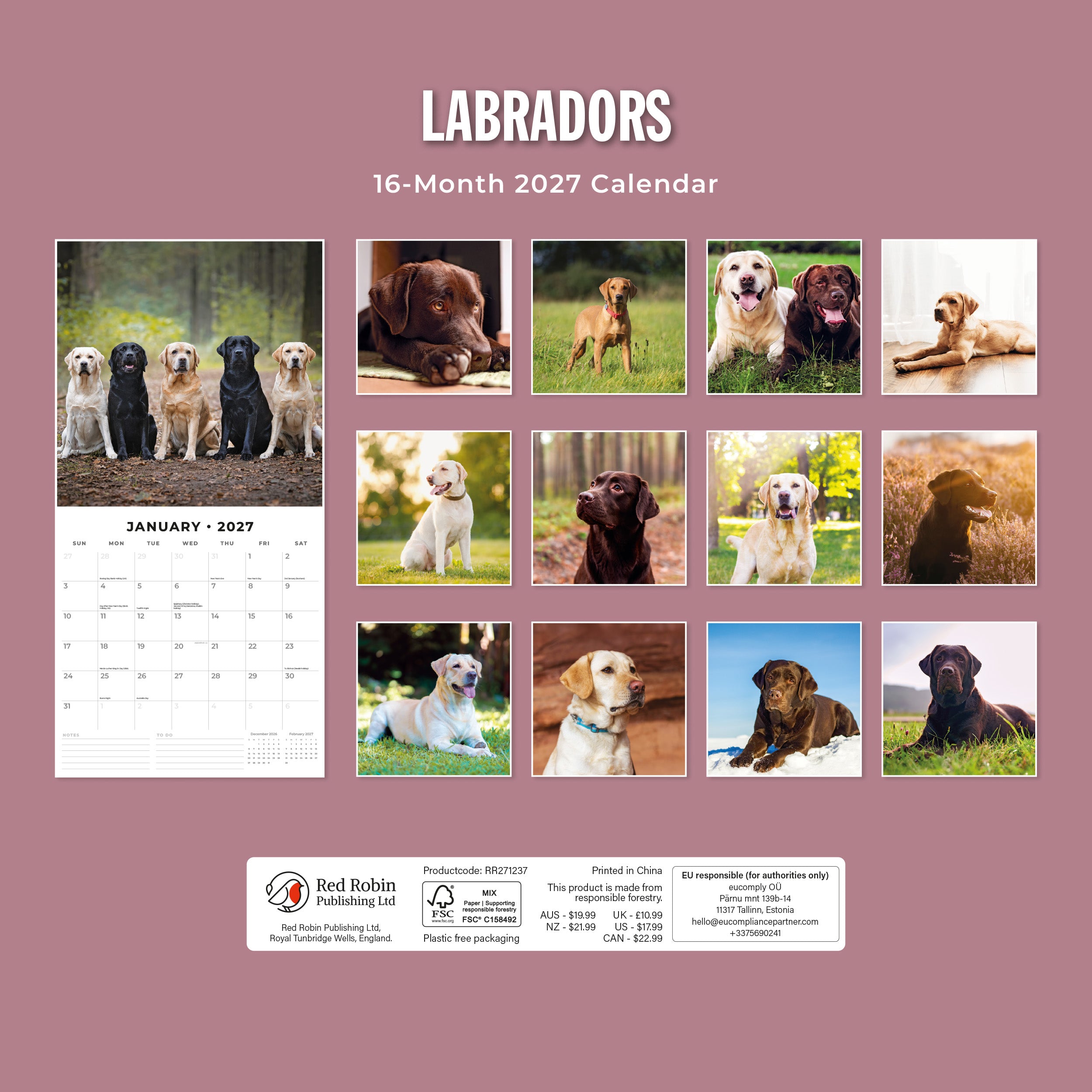 2027 Labradors - Square Wall Calendar