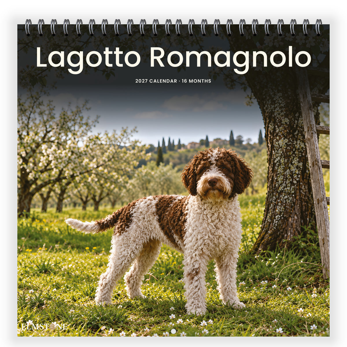 Lagotto_Romagnolo_-_649310202898_-_01-front-cover-white.jpg
