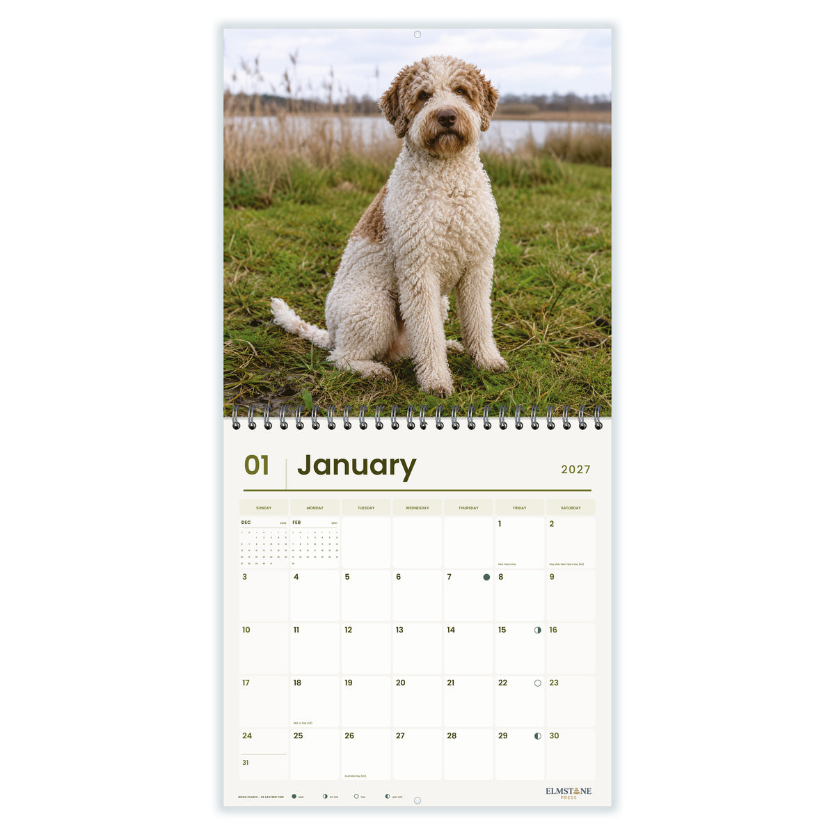 Lagotto_Romagnolo_-_649310202898_-_02-january-open-white.jpg