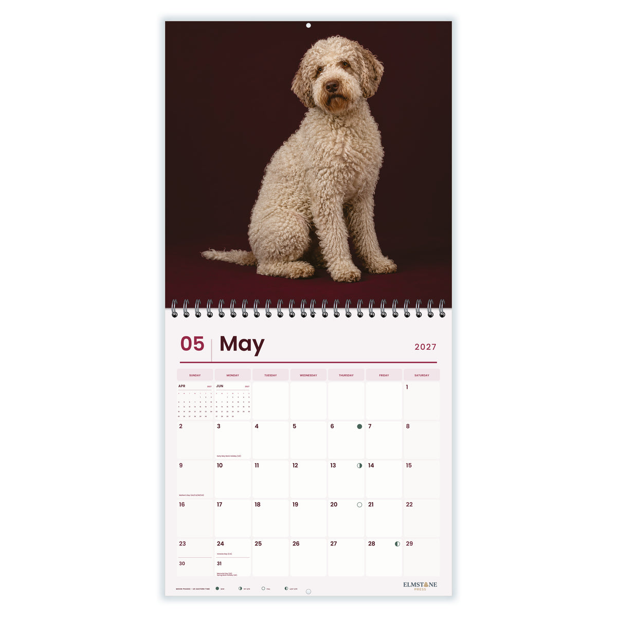 Lagotto_Romagnolo_-_649310202898_-_03-may-open-white.jpg