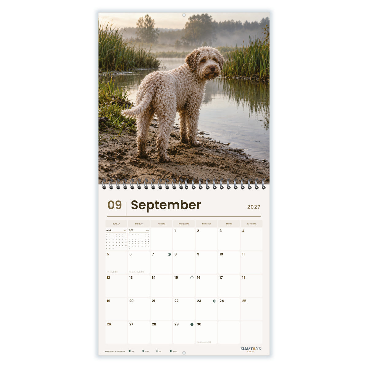 Lagotto_Romagnolo_-_649310202898_-_04-september-open-white.jpg