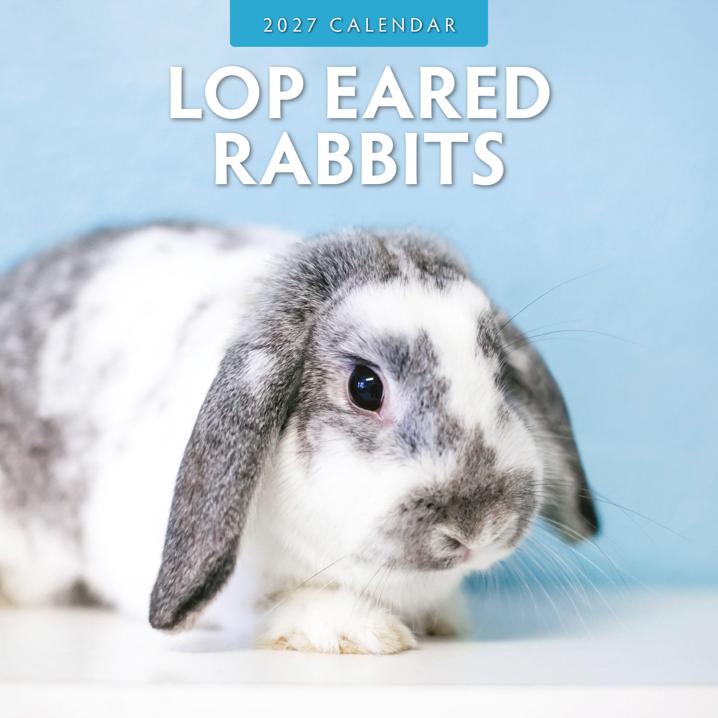 2027 Long Eared Rabbits - Square Wall Calendar