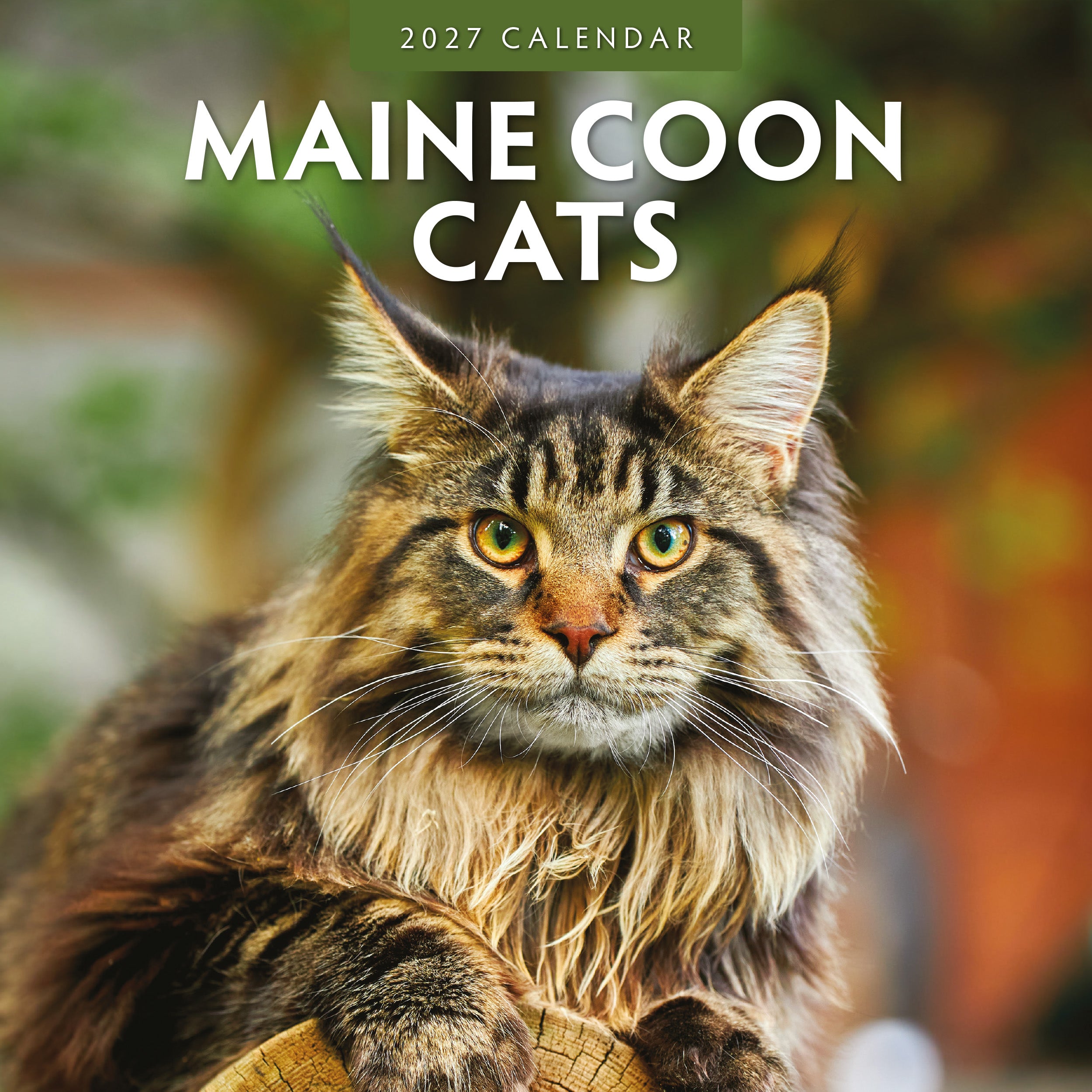 2027 Maine Coon Cats - Square Wall Calendar