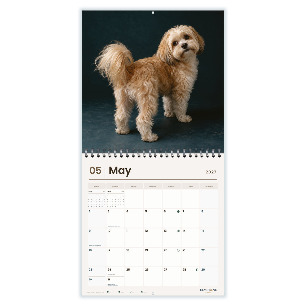 Maltese_Shih_Tzus__Malshis__-_649310203413_-_03-may-open-white.jpg