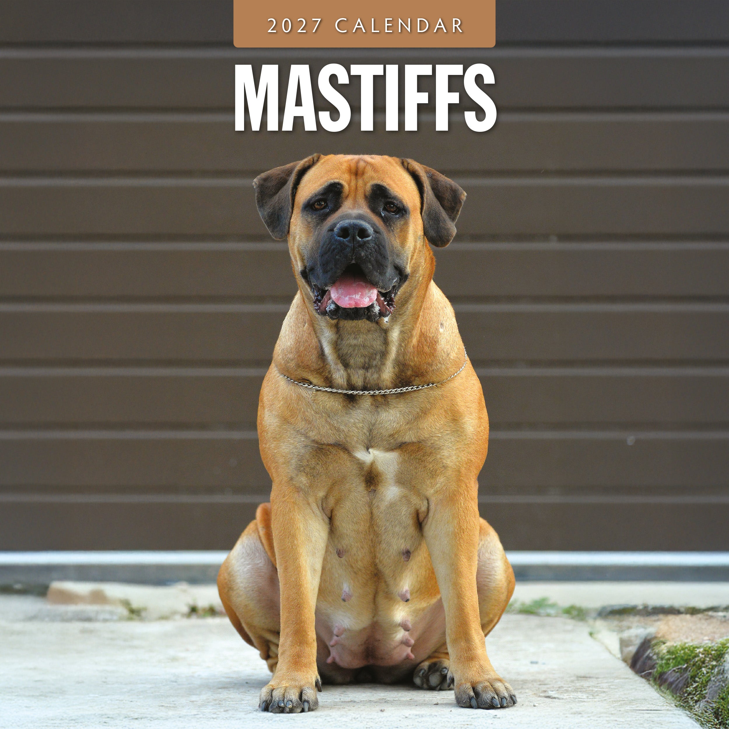 2027 Mastiffs - Square Wall Calendar