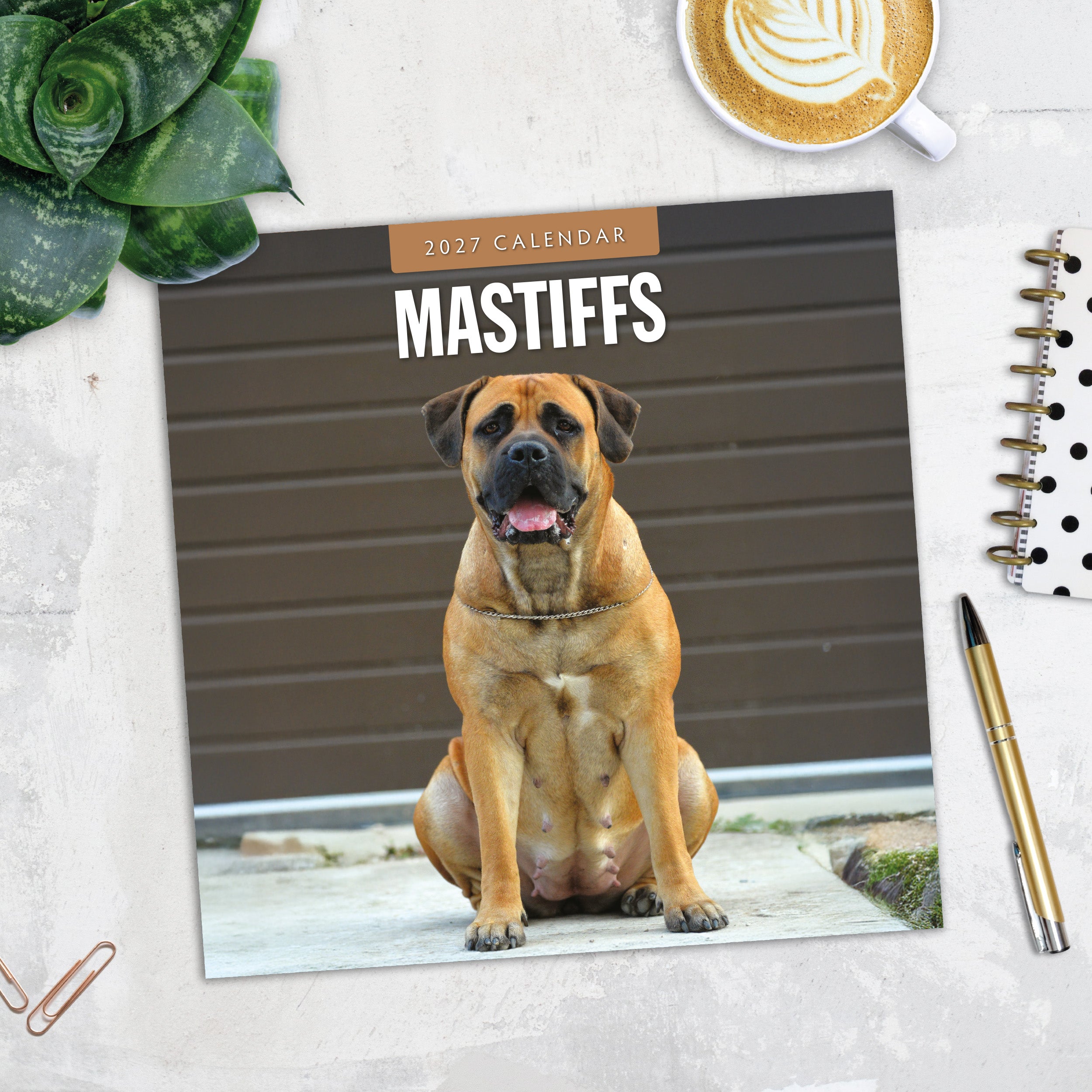 2027 Mastiffs - Square Wall Calendar
