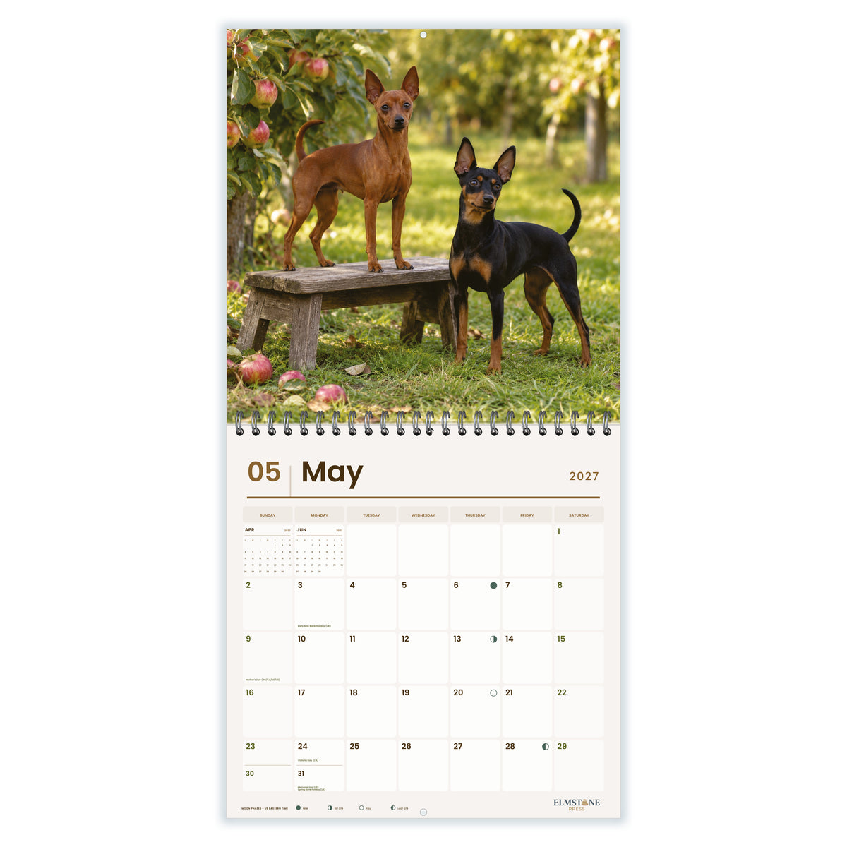 Miniature_Pinschers_-_649310203123_-_03-may-open-white.jpg