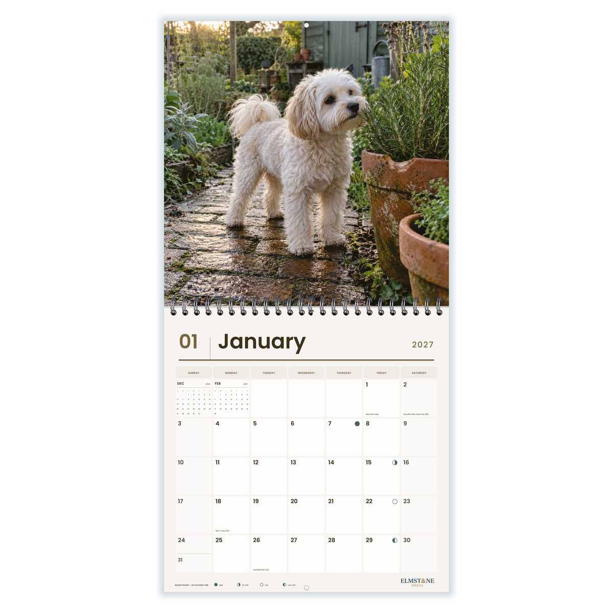 Moodles___Maltipoos_-_649310203420_-_02-january-open-white.jpg